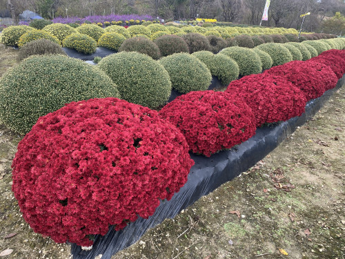 赤いざる菊.JPG