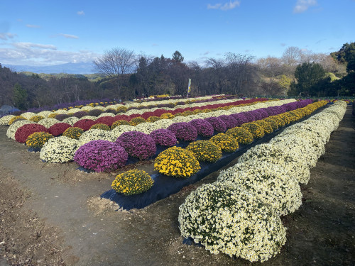 ざる菊　アップ.JPG