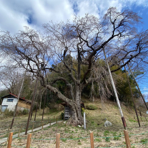 紅枝垂地蔵桜全体.jpg