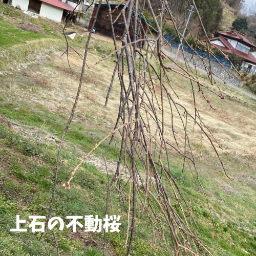 上石の不動桜.jpg