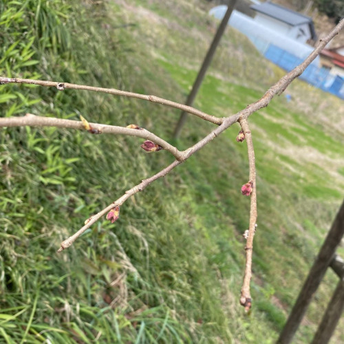 不動桜つぼみ.jpg
