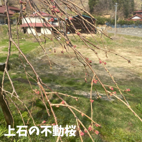 上石の不動桜.jpg