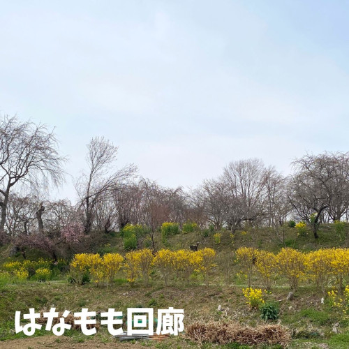 はなもも回廊.jpg