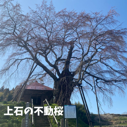 上石の不動桜.jpg