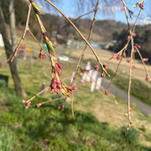 上石の不動桜アップ.jpg