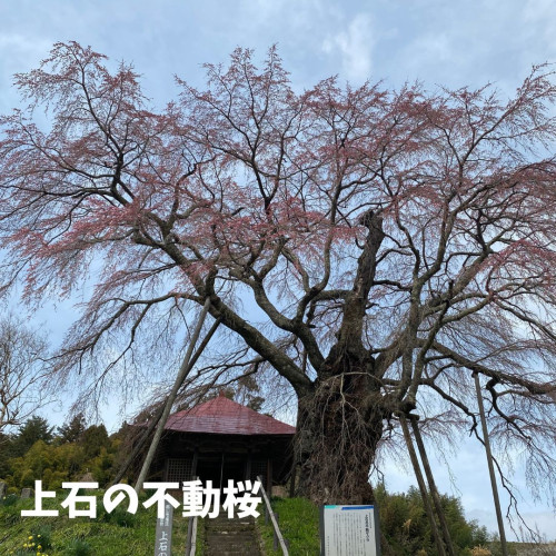 上石の不動桜.jpg