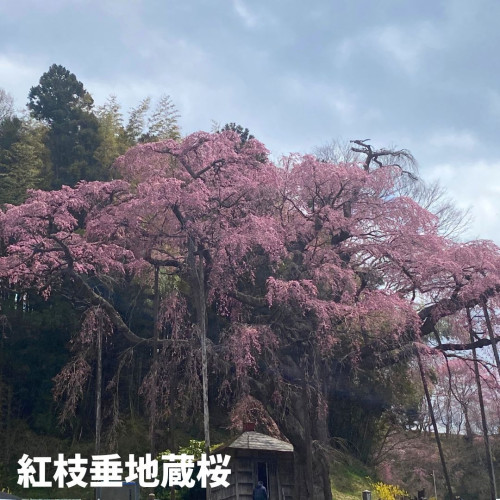 紅枝垂地蔵桜.jpg