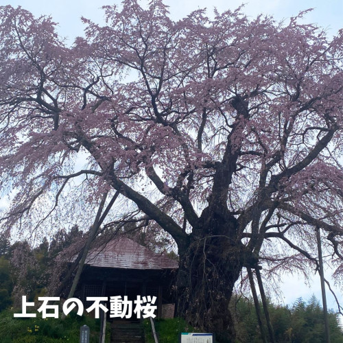 上石の不動桜.jpg