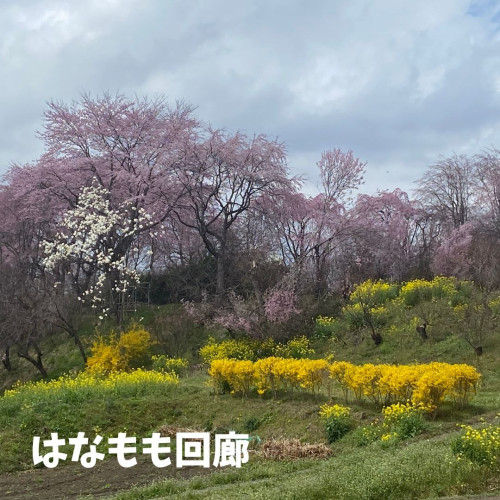 はなもも回廊.jpg