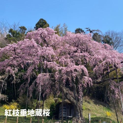 紅枝垂地蔵桜.jpg