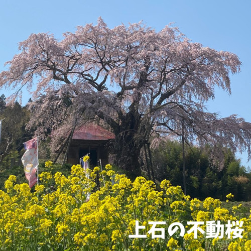 上石の不動桜 菜の花.jpg