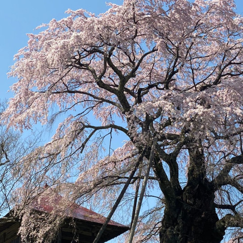 上石の不動桜　下から.jpg