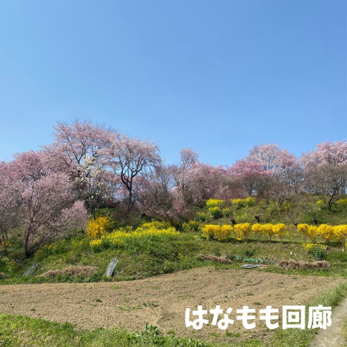 はなもも回廊.jpg