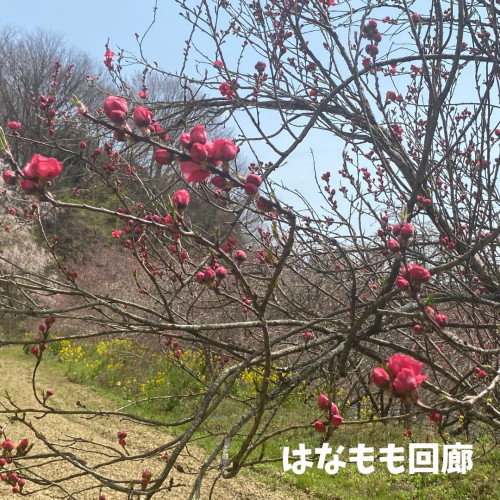 はなもも回廊.jpg
