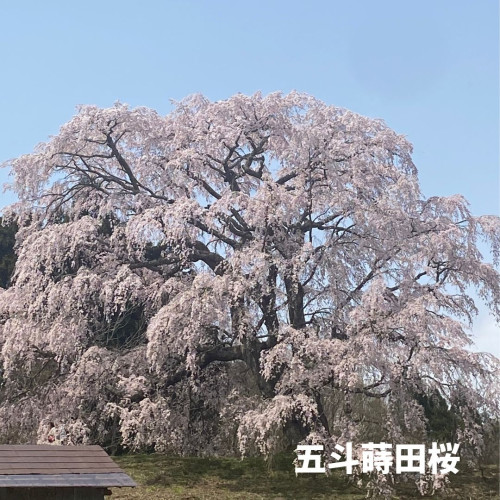 五斗蒔田桜.jpg