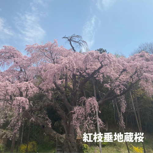 紅枝垂地蔵桜.jpg