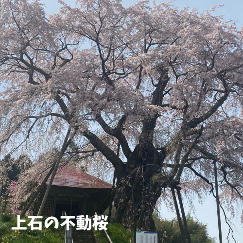 上石の不動桜.jpg