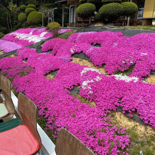 芝桜アップ.jpg