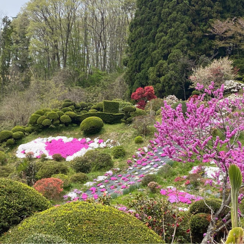 芝桜♡.jpg