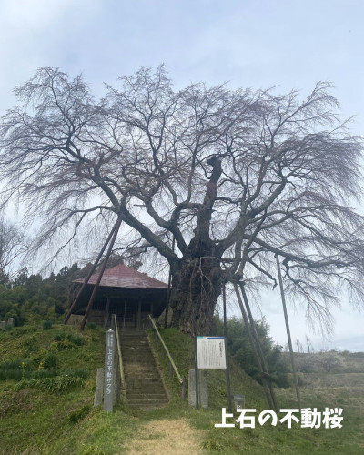 上石の不動桜 ②.jpg