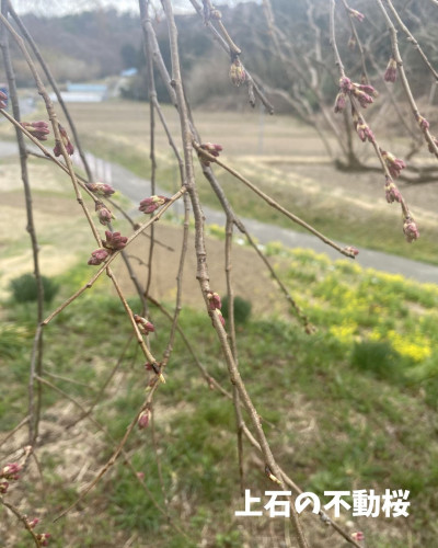上石の不動桜 ③.jpg
