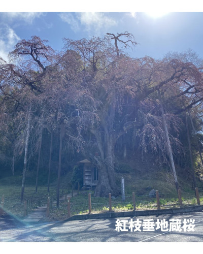 紅枝垂地蔵桜１枚目.jpg
