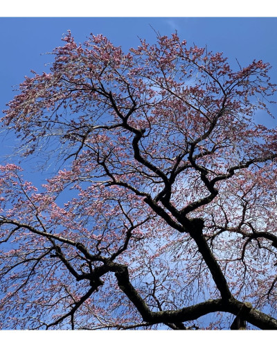 紅枝垂地蔵桜2枚目.jpg