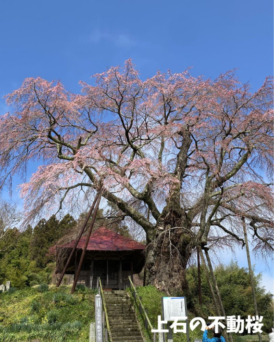 上石の不動桜.jpg
