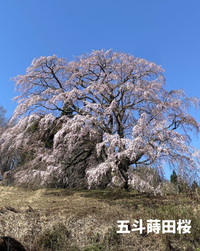 五斗蒔田3枚目.jpg