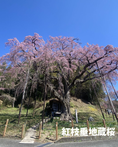 紅枝垂地蔵1枚目.jpg