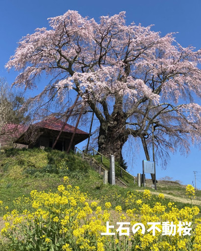 上石の不動桜2枚目.jpg
