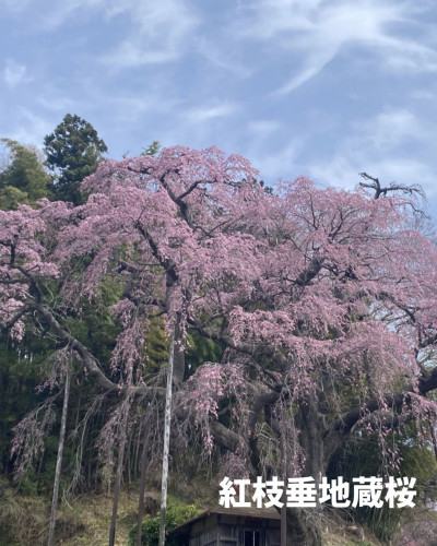 地蔵桜1枚目.jpg