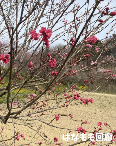 はなもも3枚目.jpg
