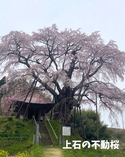 不動桜2枚目.jpg