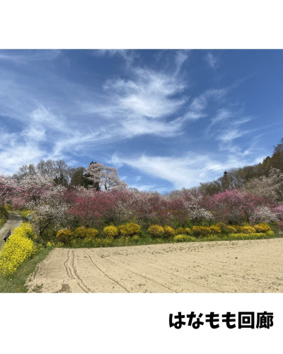 はなもも4枚目.jpg