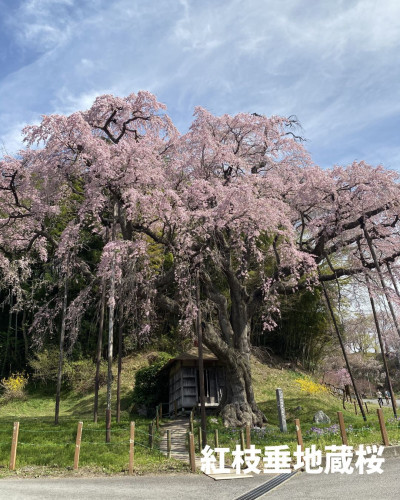 地蔵桜1枚目.jpg