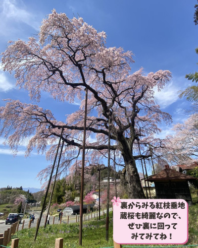 地蔵桜2枚目.jpg
