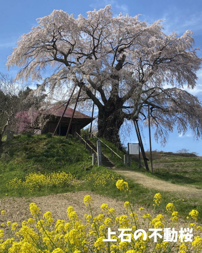 不動桜3枚目.jpg