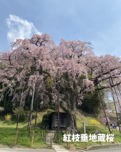 地蔵桜1枚目.jpg