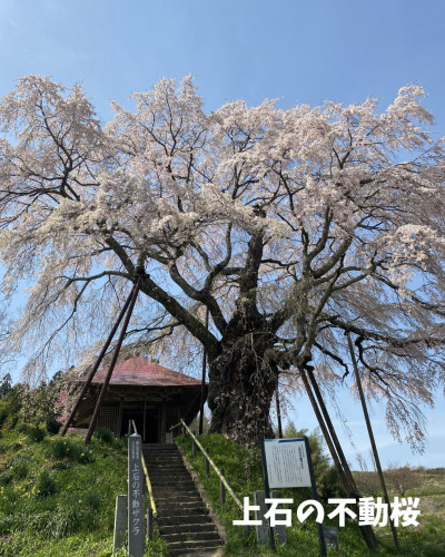 不動桜2枚目.jpg