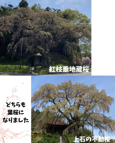 桜1枚目.jpg