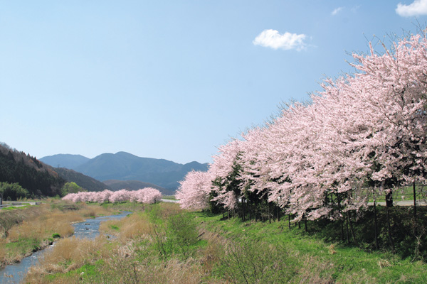 国道294号沿い約2kmにわたる   ソメイヨシノの桜並木
