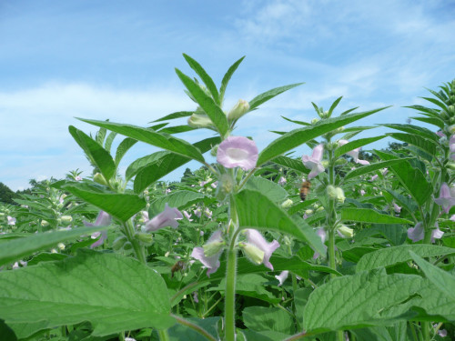 8月～9月の開花時季には、かわいい花を付けたごま畑が観られます