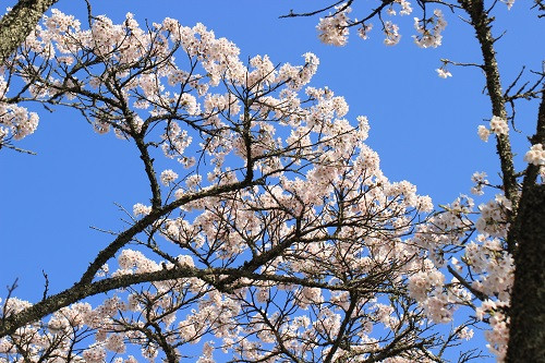 3月　店休日のお知らせ
