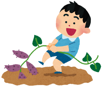 さつまいもを収穫しました