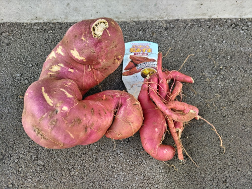 さつまいも2025 (2).JPG