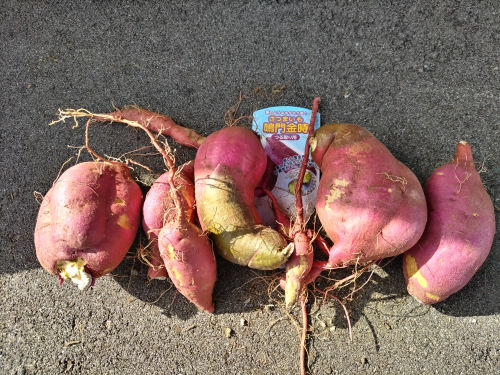 さつまいも2025 (5).JPG