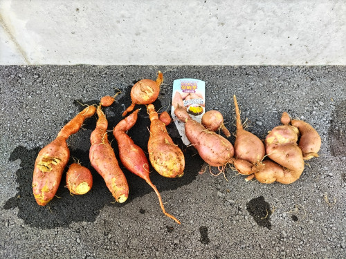 さつまいも2025 (1).JPG