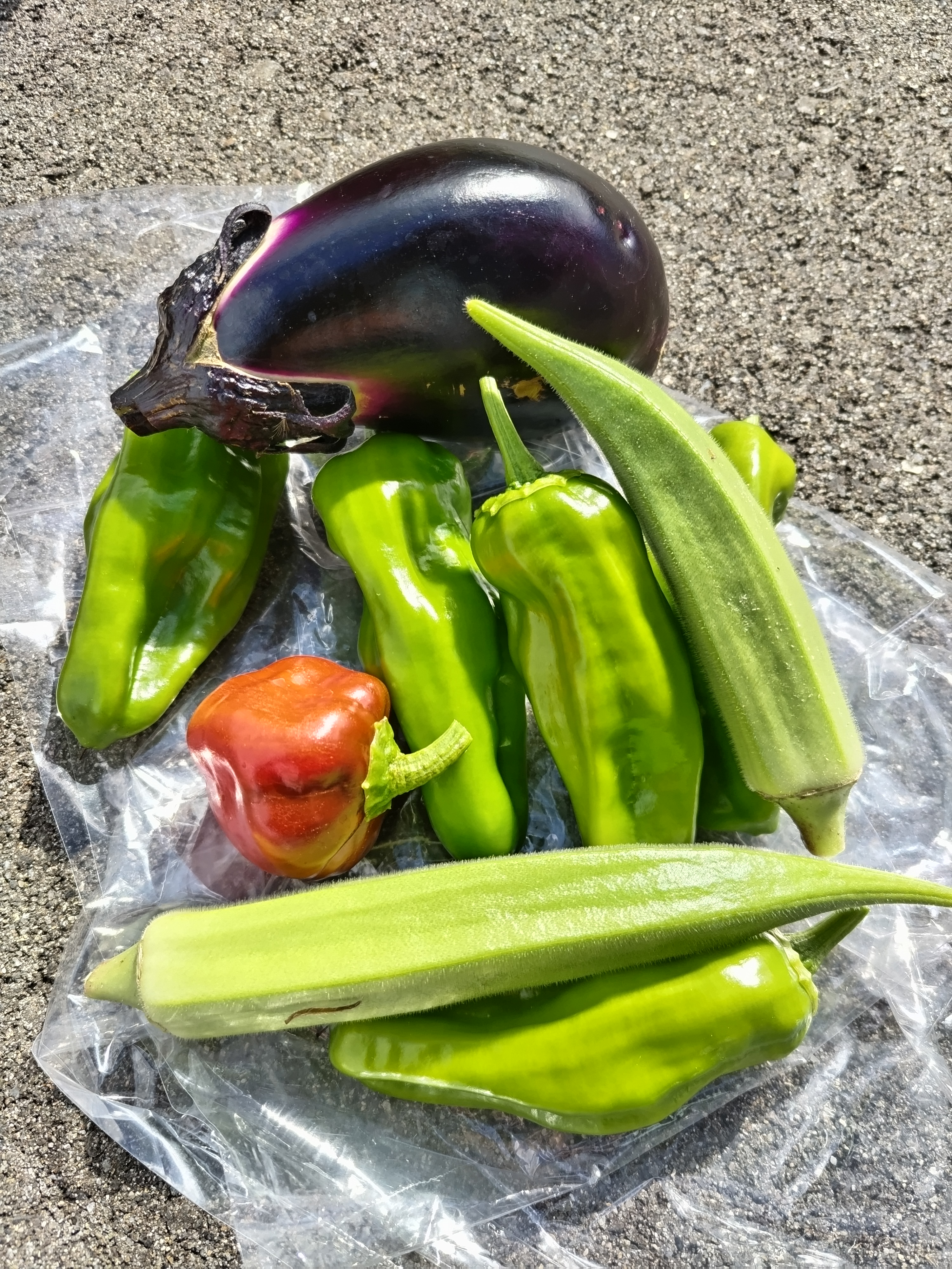 夏やさいを収穫しました