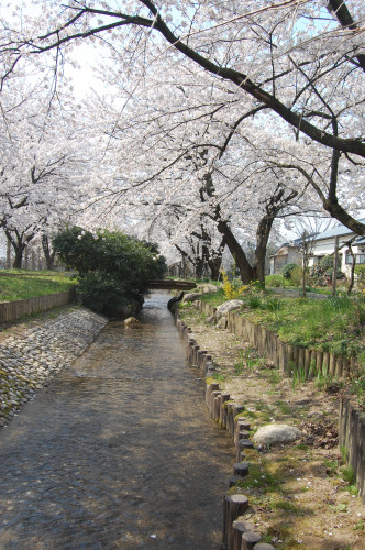 加治川の桜です。